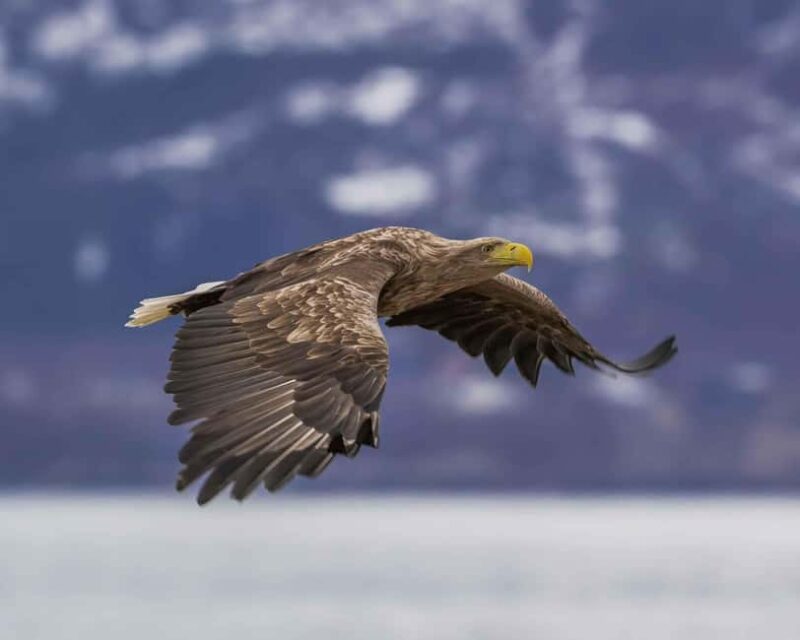 Sortland: Andøya Scenic Route & Wildlife Tour - Explore Norway’s Stunning Arctic Landscapes on the Andøya Scenic Route & Wildlife Tour