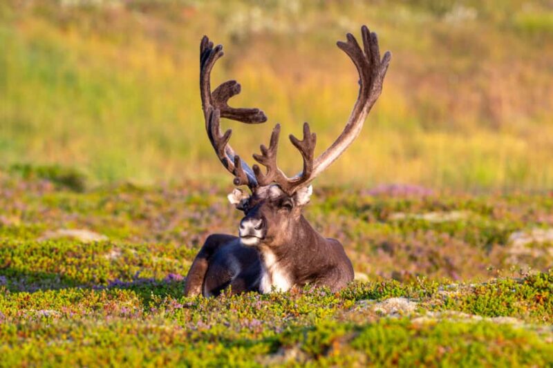 Sortland: Andøya Scenic Route & Wildlife Tour - Key Points