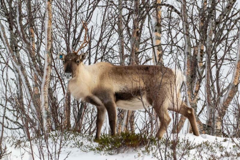 Sortland: Andøya Scenic Route & Wildlife Tour - Visiting Scenic Villages and Learning About Local Life
