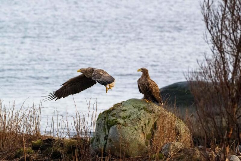 Sortland: Andøya Scenic Route & Wildlife Tour - The Practicalities of the Small-Group Wildlife Safari