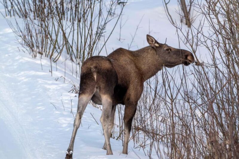 Sortland: Andøya Scenic Route & Wildlife Tour - The Reviews: Praises for Scenic Views and Guide Expertise