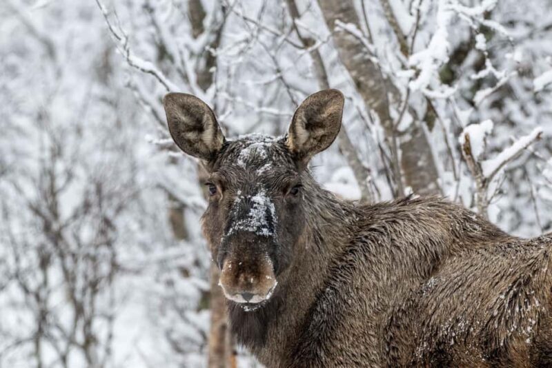 Sortland: Andøya Scenic Route & Wildlife Tour - Who Should Book This Tour?