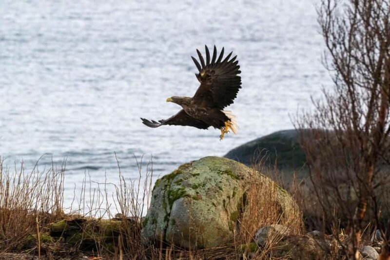 Sortland: Andøya Scenic Route & Wildlife Tour - Final Thoughts on the Andøya Scenic Route & Wildlife Tour