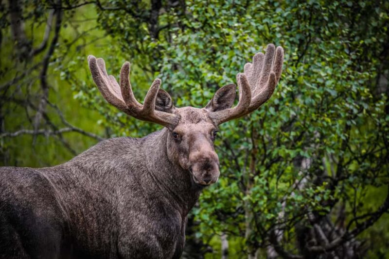 Sortland: Guided Arctic Moose Safari by Car - Discover Norway’s Arctic Wildlife on a Moose Safari in Vesterålen