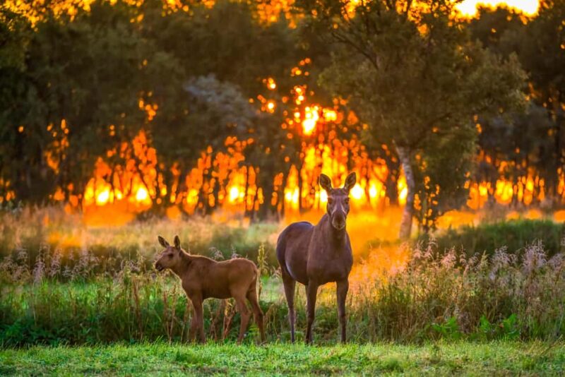 Sortland: Guided Arctic Moose Safari by Car - Key Points