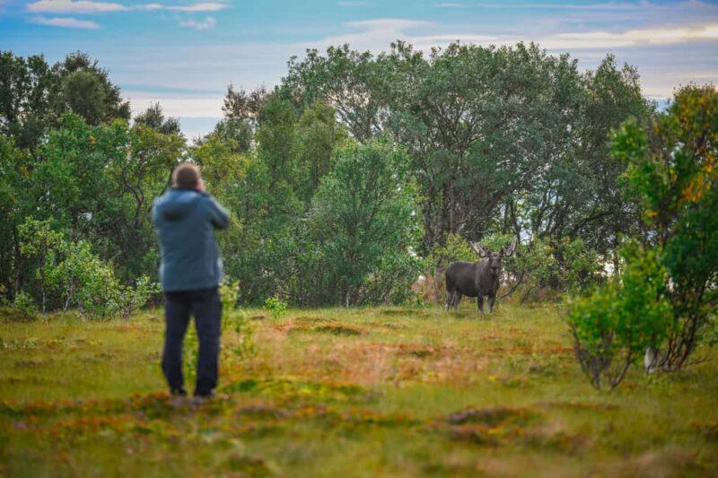 Sortland: Guided Arctic Moose Safari by Car - Scenic Drive Through Fjords and Valleys of Vesterålen