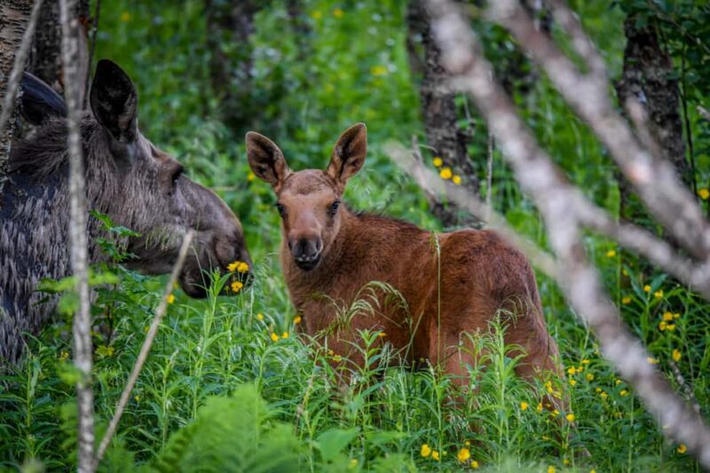 Sortland: Guided Arctic Moose Safari by Car - Wildlife Viewing in the Natural Habitat of Moose