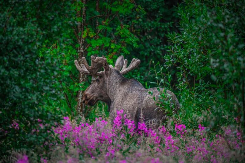 Sortland: Guided Arctic Moose Safari by Car - Wildlife Photography and Free Photos Included