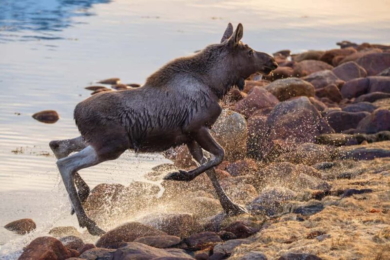 Sortland: Guided Arctic Moose Safari by Car - Tour Experience and Guide Expertise