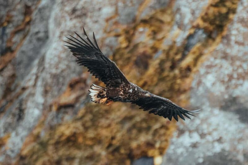 Sortland: Trollfjord RIB Boat Tour - Wildlife Spotting: Norways Largest Bird of Prey
