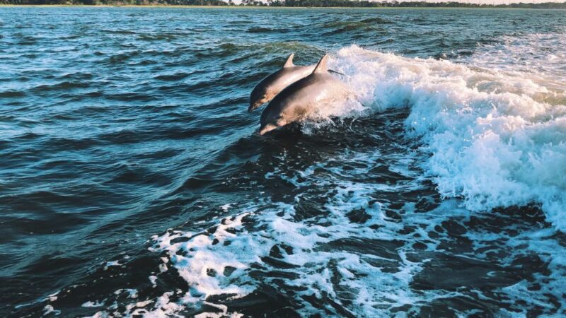 Sotogrande: Dolphin Watching Boat Trip with Drink - Scenic Cruising Along the Andalusian Coast