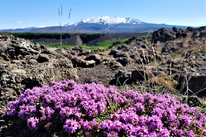 South Coast Private Day Tour - up to 9 passengers - Clear and Communicative Logistics