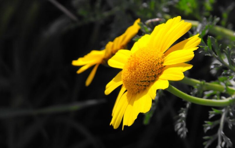 South Coast Private Nature Walking Tour with Transport - What’s Included and Optional Extras