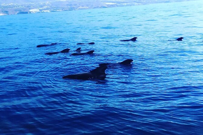 South Coast Tenerife Cruise - Flexible Scheduling and Private Charter Options