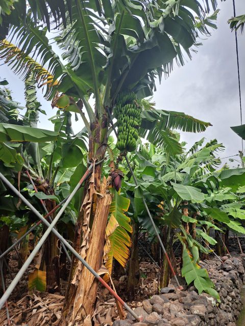 South Madeira:, day tour, breathtaking mountain+coastal trip - Breathtaking Aerial Views of Paul do Mar