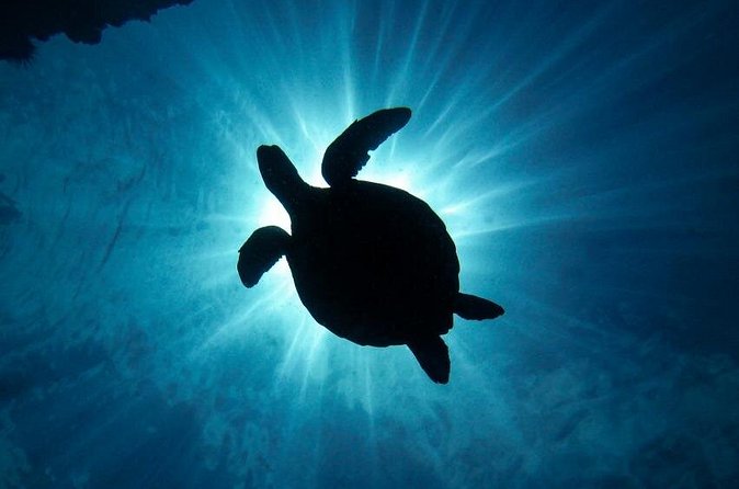 South Maui Discover Scuba Dive - The Role of the Guide and Instructors