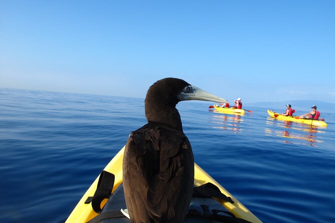 South Maui Kayak and Snorkel Tour with Turtles - The Expertise and Personality of Guides