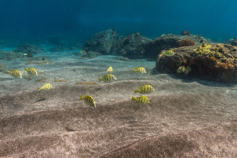 South Maui: Lanai Snorkel & Dolphin Watch from Maalaea - The Departure from Maalaea Harbor and Transportation Details