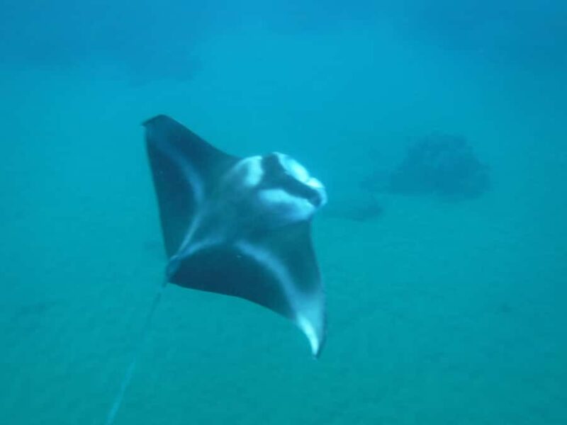 South Maui Premier kayak and snorkel - Explore Makena Bay on a Guided Kayak & Snorkel Tour for $151