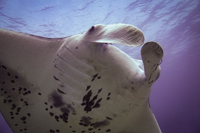 South Maui Shore Dive - Personalized Guidance with a PADI Instructor