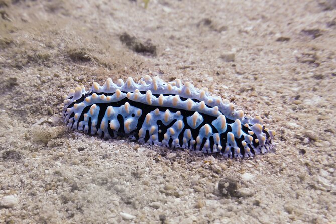 South Maui Shore Dive - All-Inclusive Experience: Gear, Snacks, and Photos