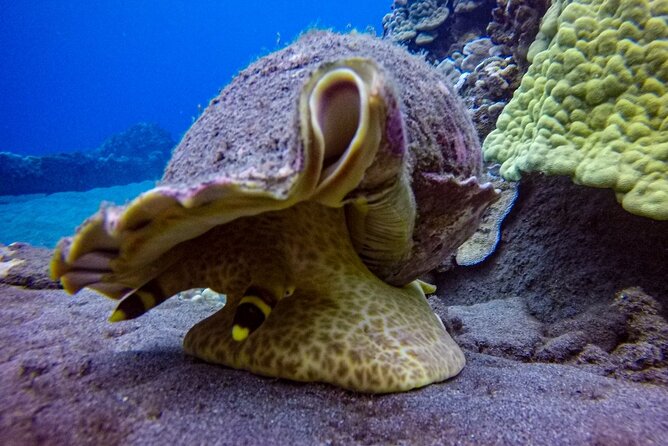 South Maui Shore Dive - Optional Second Dive and Additional Fees