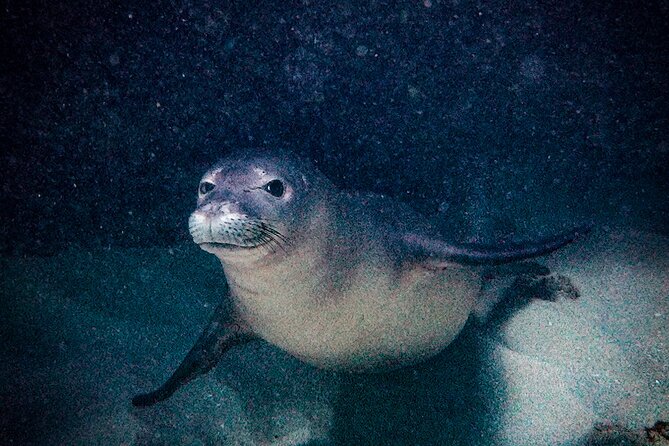 South Maui Shore Dive - Customer Satisfaction and Praise for the Tour