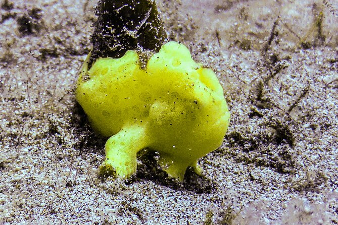 South Maui Shore Dive - Cancellation Policy and Weather Considerations