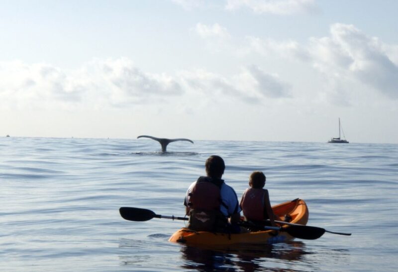 South Maui: Whale Watch Kayaking and Snorkel Tour in Kihei - Snorkeling at the Reef and Turtle Encounters