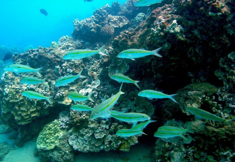 South Maui: Whale Watch Kayaking and Snorkel Tour in Kihei - The Guides and Their Island Stories