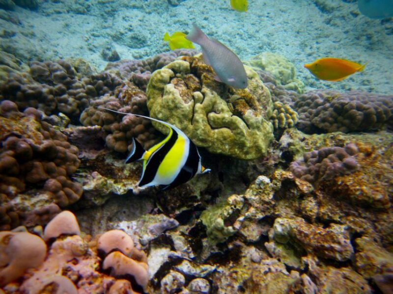 South Maui: Whale Watch Kayaking and Snorkel Tour in Kihei - Snorkeling Equipment and Refreshments