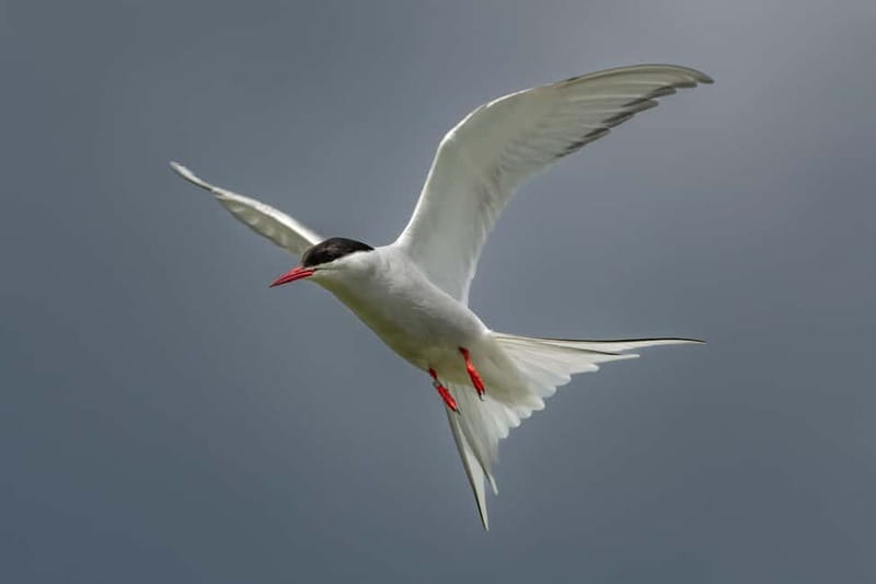 South Queensferry: Birdwatching Cruise with RSPB Guide - South Queensferry Birdwatching Cruise with RSPB Guides Starts at Hawes Pier