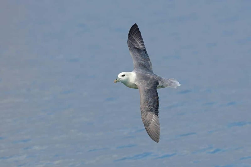 South Queensferry: Birdwatching Cruise with RSPB Guide - What Birds and Marine Wildlife Are on Show?