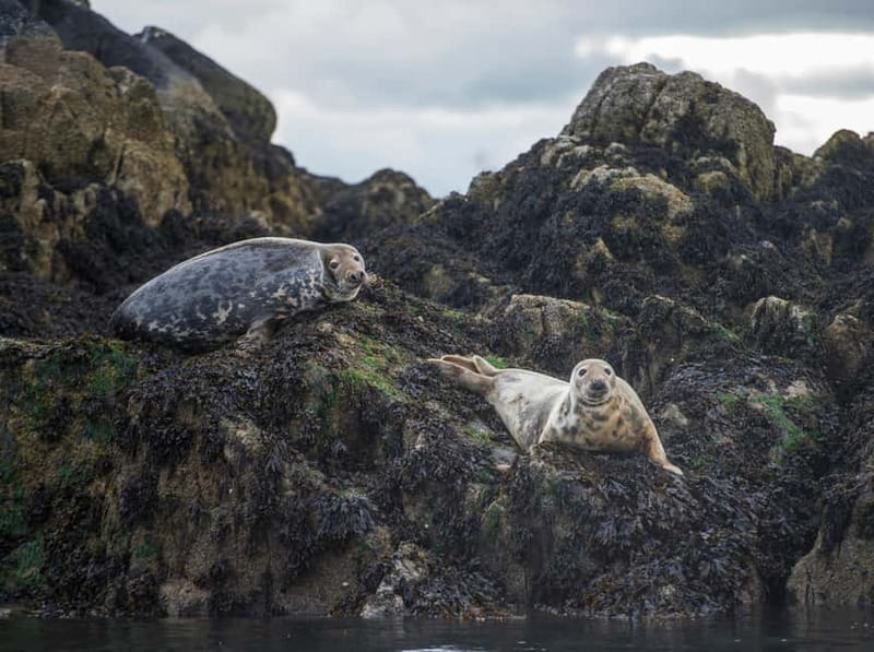 South Queensferry: Birdwatching Cruise with RSPB Guide - Scenic Views of the Scottish Coast from the Boat