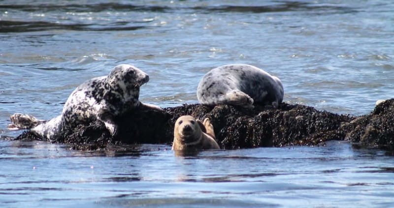 South Queensferry: Birdwatching Cruise with RSPB Guide - The Tour Itinerary: Stops and Highlights