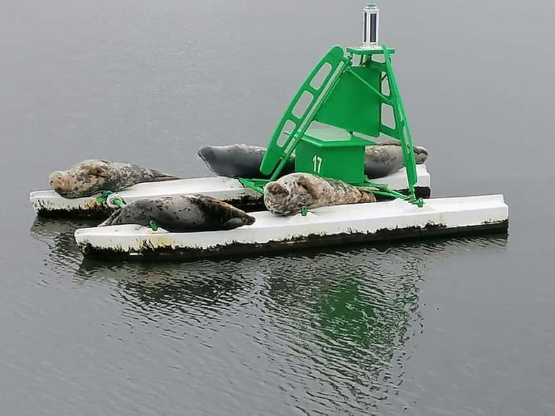 South Queensferry: Birdwatching Cruise with RSPB Guide - Who Will Appreciate This Birdwatching Cruise?