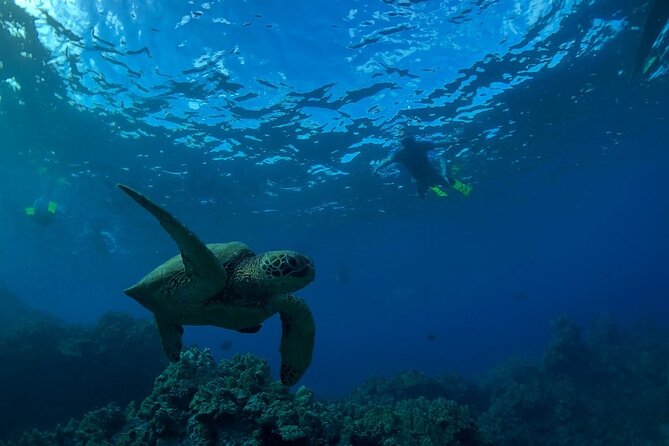 South Shore Turtle Kayak and Snorkel Experience - Discover Maui’s South Shore with an Expert-Led Kayak and Snorkel Adventure