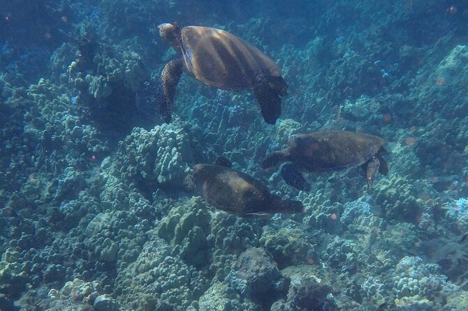 South Shore Turtle Kayak and Snorkel Experience - Marine Life Encounters and Wildlife Watching