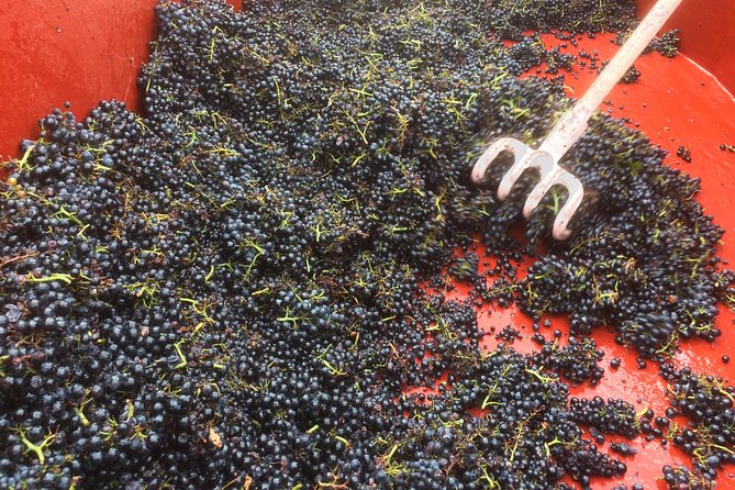 Southern Burgundy Wine Tour - Full Day Shared tour from Lyon - The Inclusive Tasting Experience