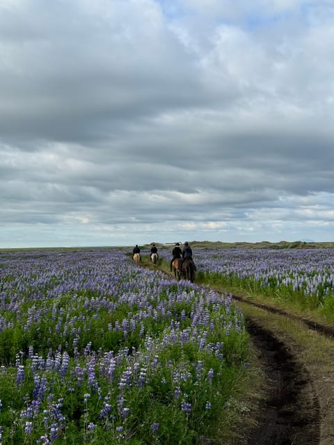 southern Iceland: Black beach riding tour - Experience Icelandic Beauty on a Black Sand Beach Riding Tour