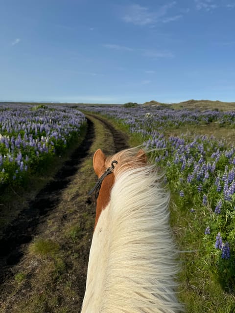 southern Iceland: Black beach riding tour - Flexibility and Cancellation Policies