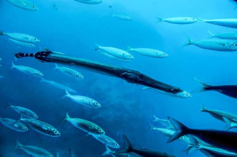 Southern Tenerife: 50-Minute Submarine Dive - Prices and Value for Money