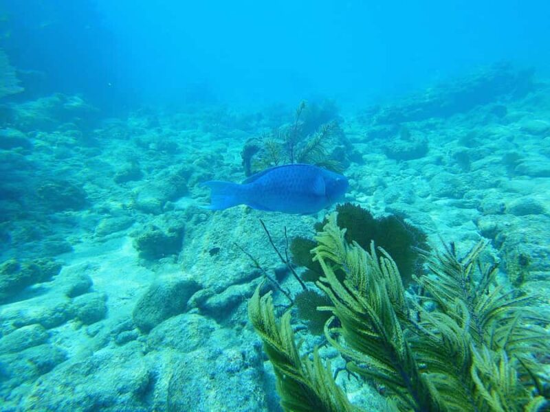 Southpoint Divers: Afternoon Reef Dive Trip - Exploring the Worlds Third Largest Coral Barrier Reef