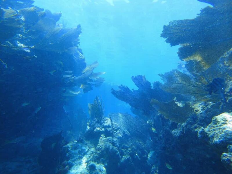 Southpoint Divers: Afternoon Reef Dive Trip - Practical Details and Customer Flexibility