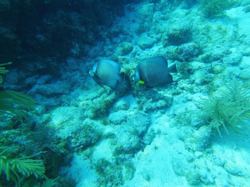 Southpoint Divers: Afternoon Reef Dive Trip - What Sets This Tour Apart from Similar Reef Excursions