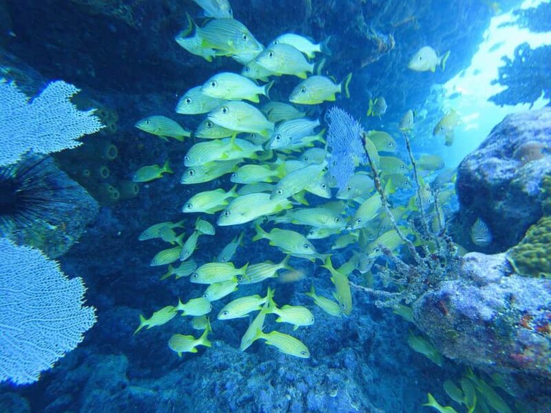 Southpoint Divers: Afternoon Reef Dive Trip - Summary of the Value Proposition