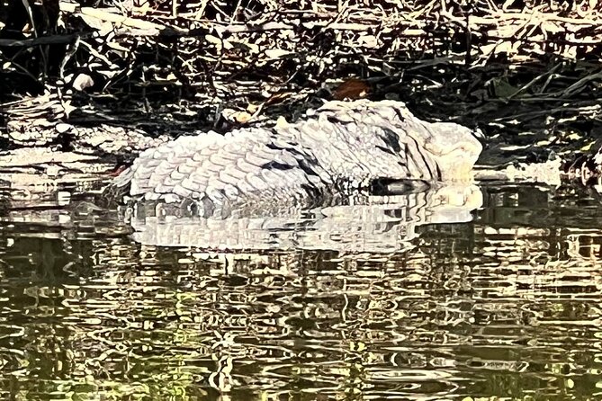 Space Coast Manatee & Coastal Wildlife Kayak Tour - The Experience with Guides from Springs to Sea