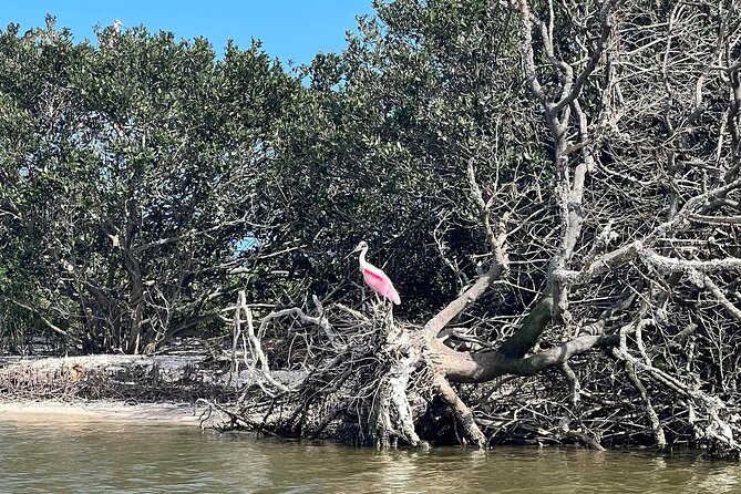 Space Coast Manatee & Coastal Wildlife Kayak Tour - Pacing, Duration, and Overall Flow