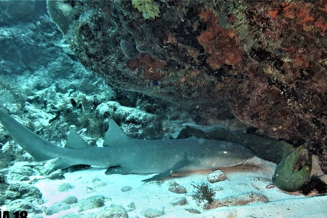 SPECIAL!! 2 Tank Wreck & Drift Reef dives - Discover the Unique 2 Tank Wreck & Drift Reef Dive in Isla Mujeres