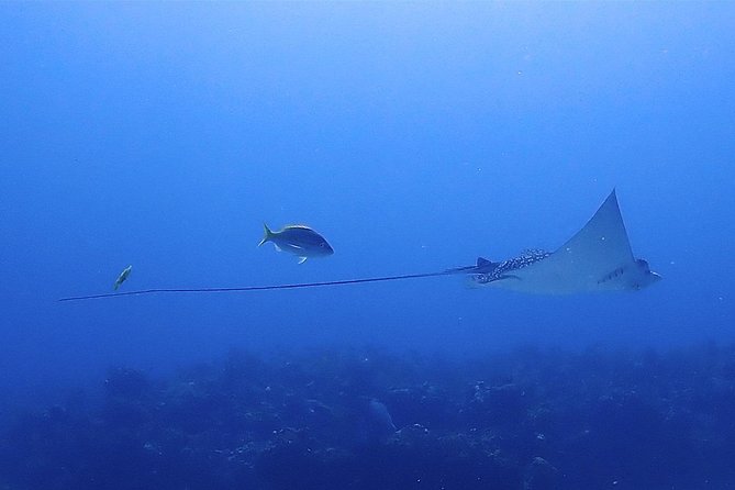 SPECIAL!! 2 Tank Wreck & Drift Reef dives - The Wrecks: C55 (USS Ransom) and C58 (USS Harlequin)